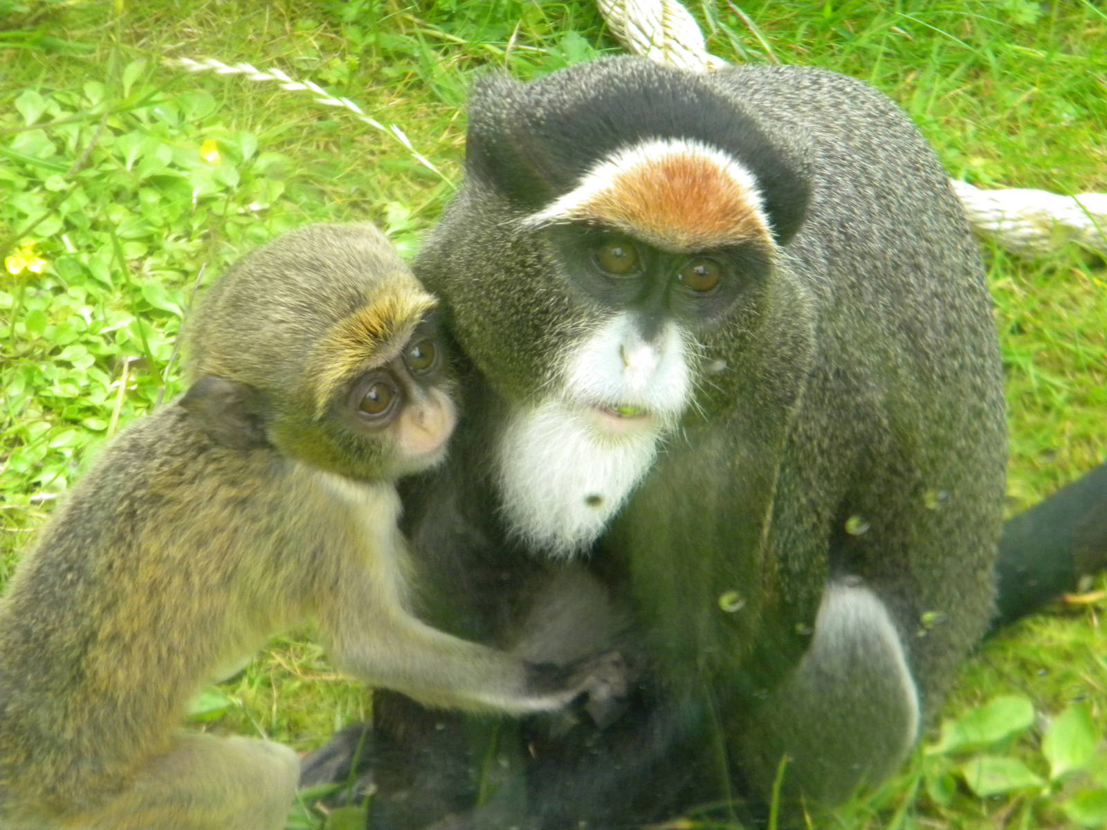 De Brazza Monkey at Blackpool Zoo 25/06/11