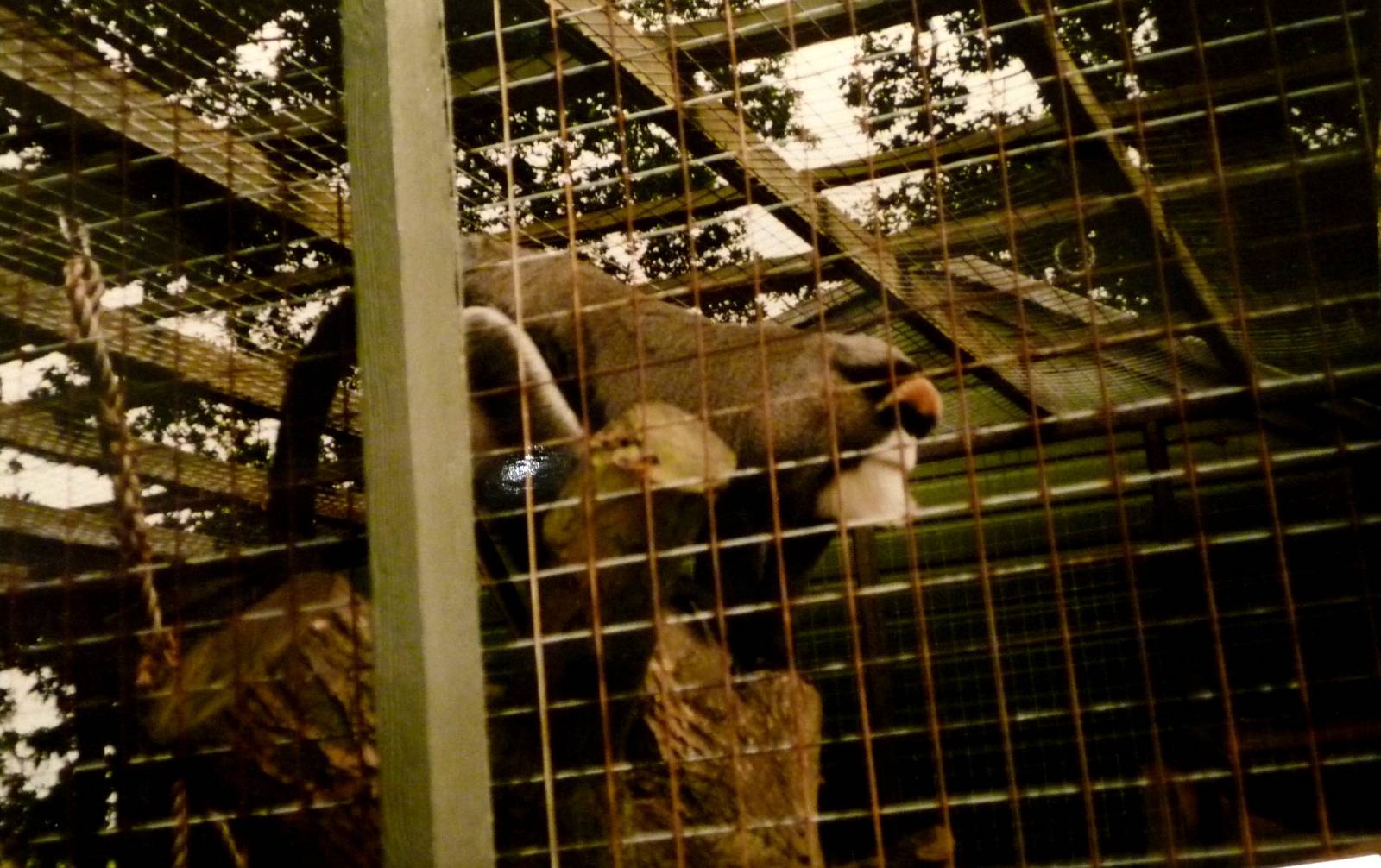 De Brazza Monkey at Marwell