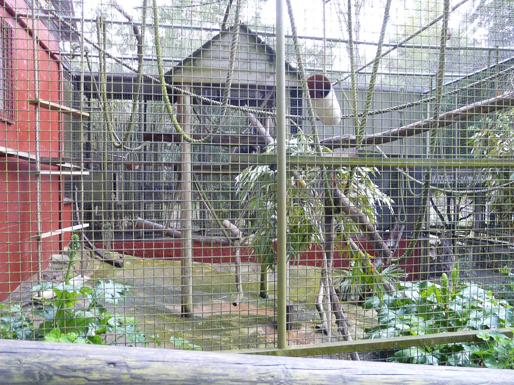 De Brazza Monkey cage