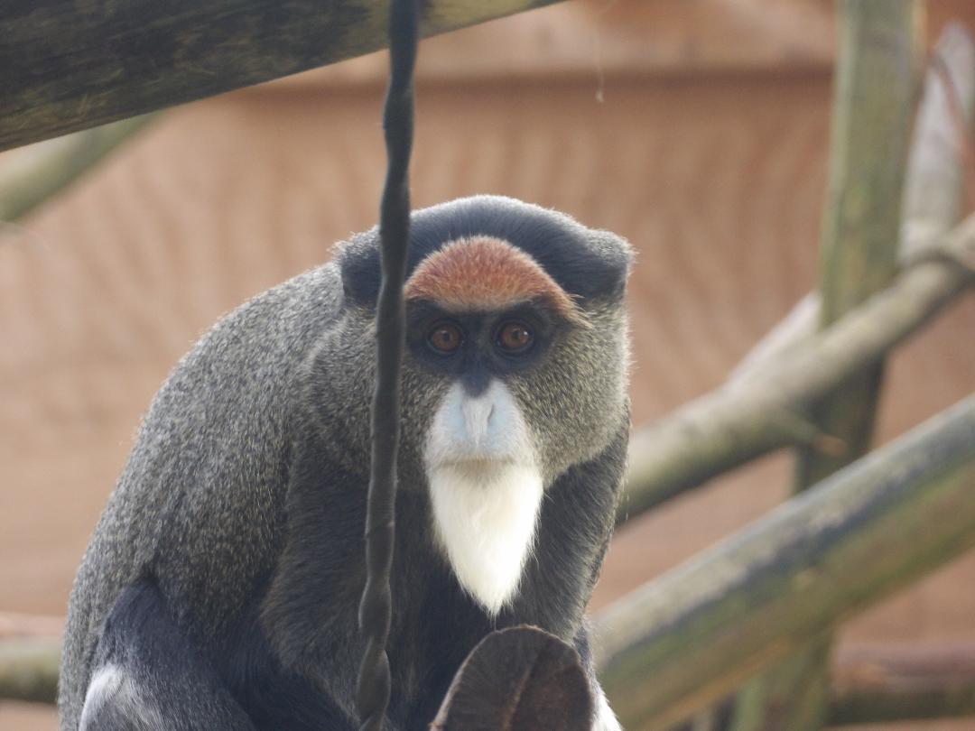 De Brazza Monkey (Cercopithecus neglectus)