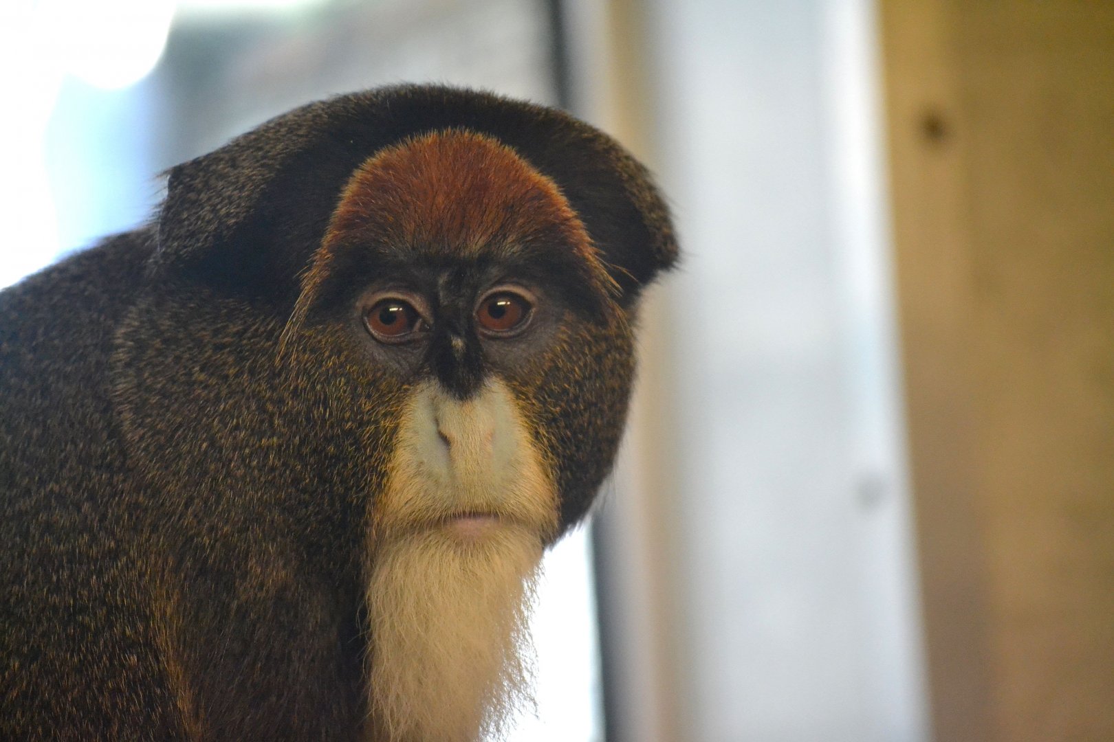 De Brazza Monkey - September 2015