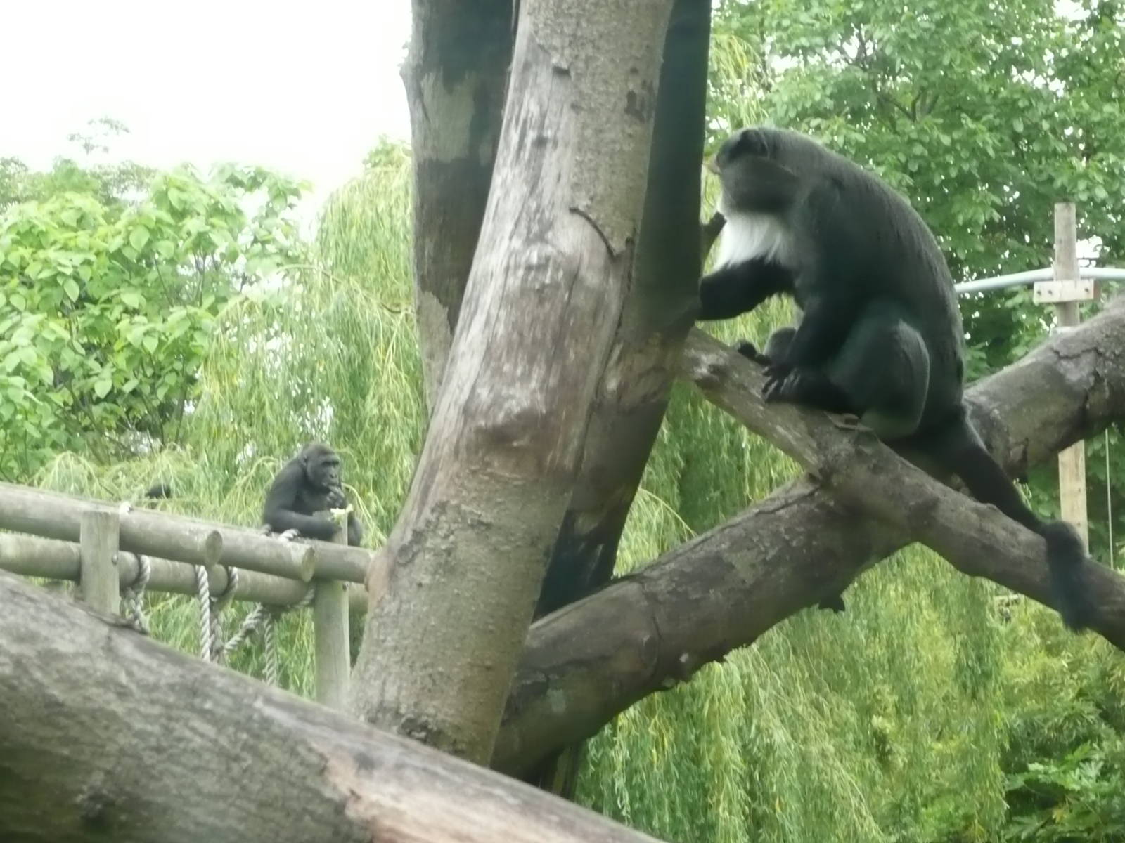 De Brazza Monkey with female Gorilla in background .