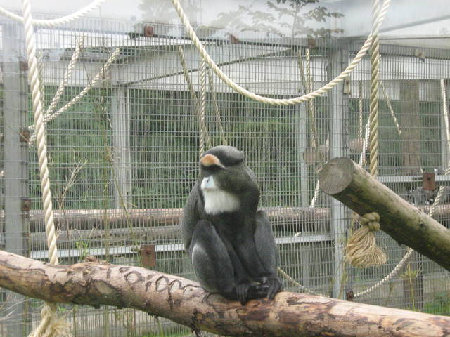De brazza Monkey