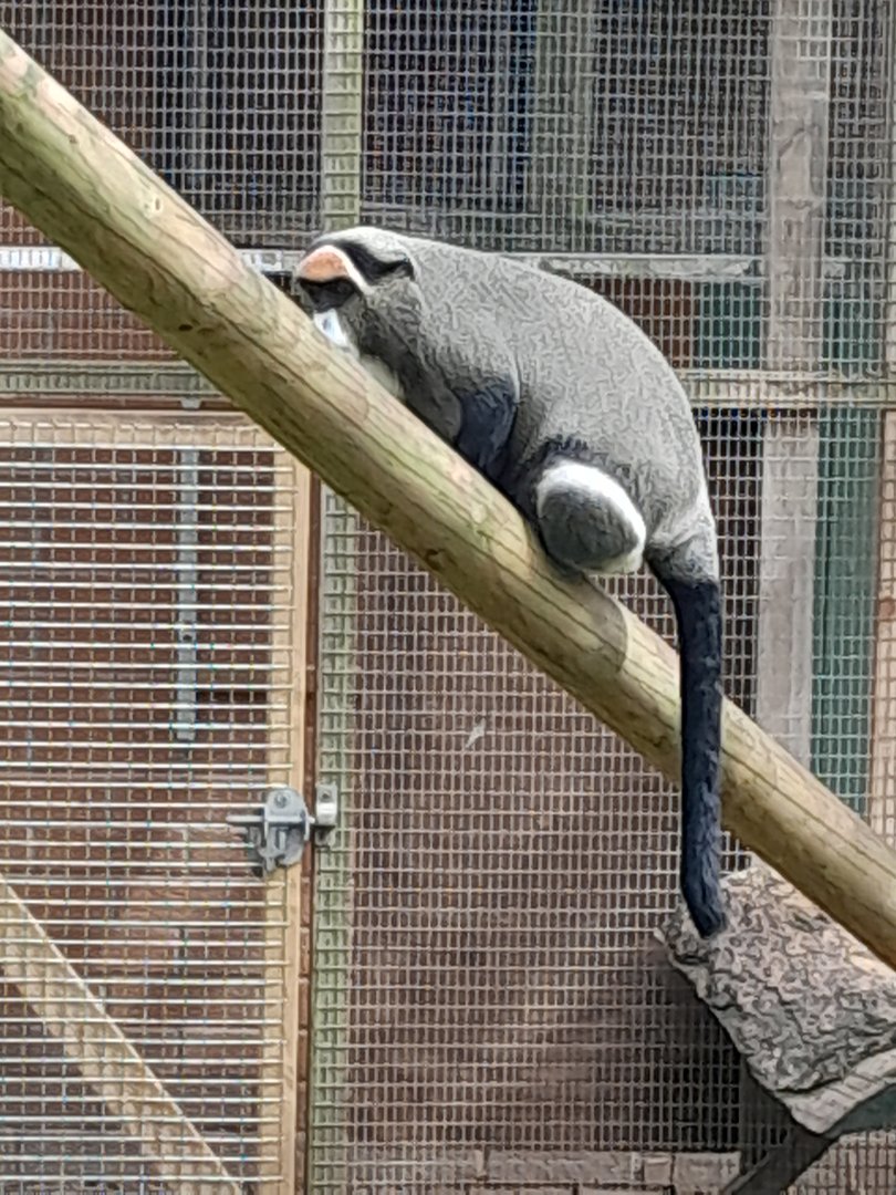 De Brazza monkey.