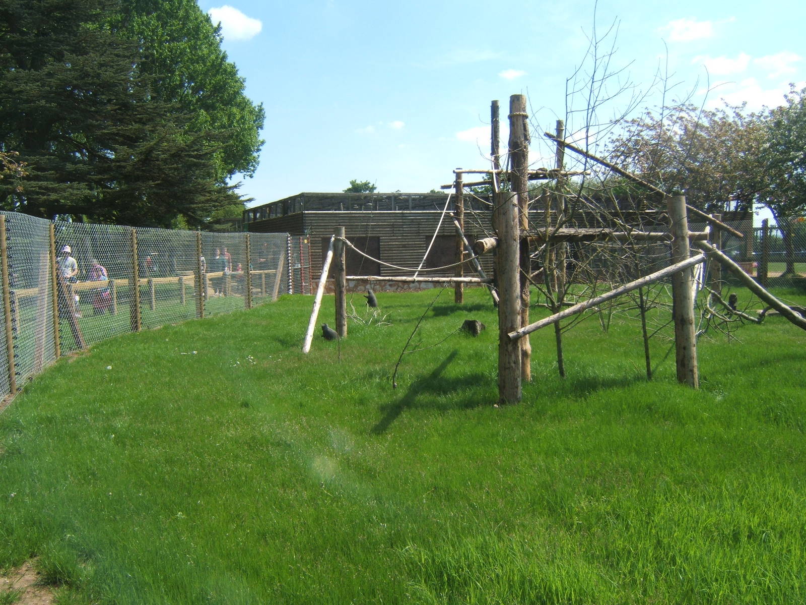 De Brazza`s Guenon enclosure