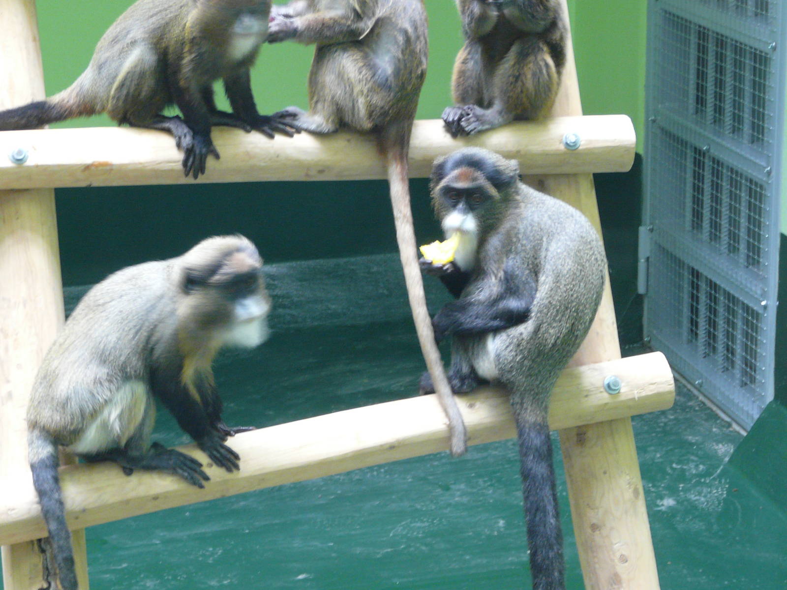 De Brazza`s monkey/ Cercopithecus neglectus