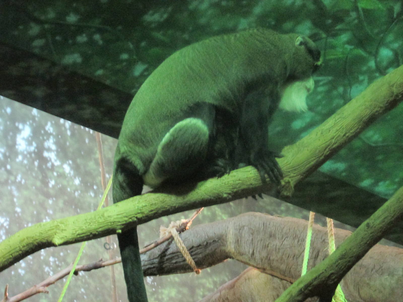 de brazza`s monkey lpz