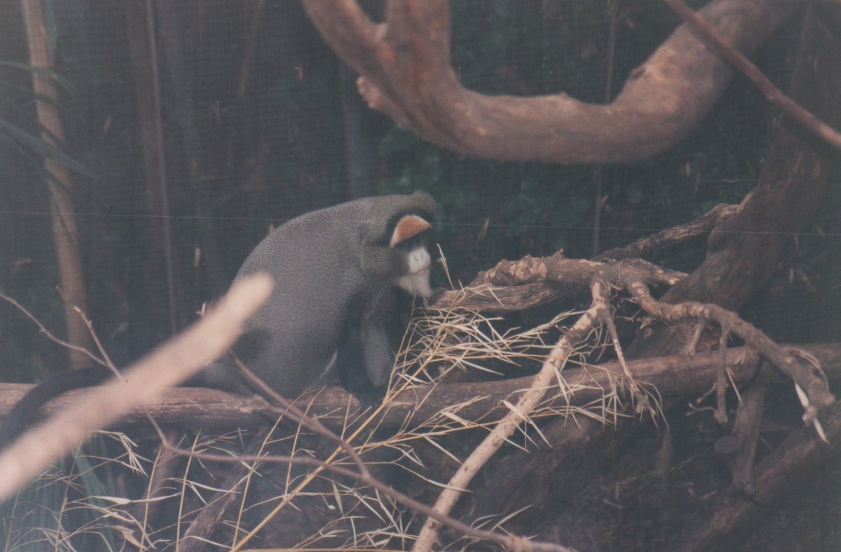 De Brazza's Guenon, 2004