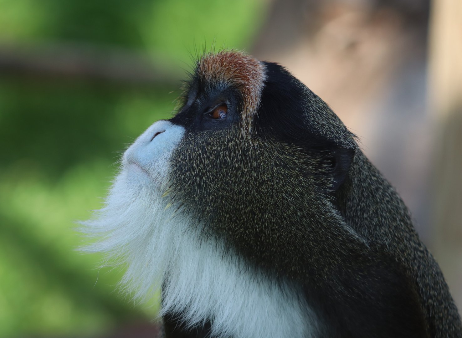 De Brazza's guenon - 6 September 2021