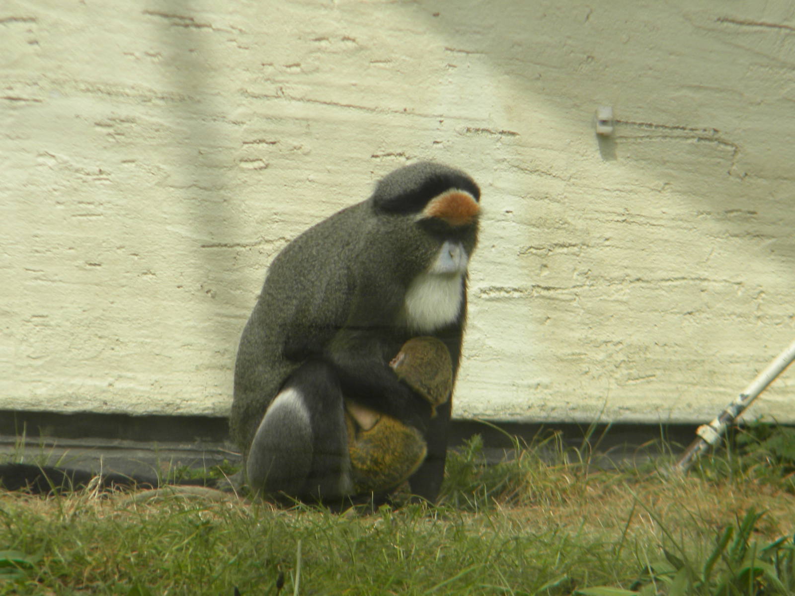 De Brazza's Guenon and baby at Blackpool Zoo 06/05/11