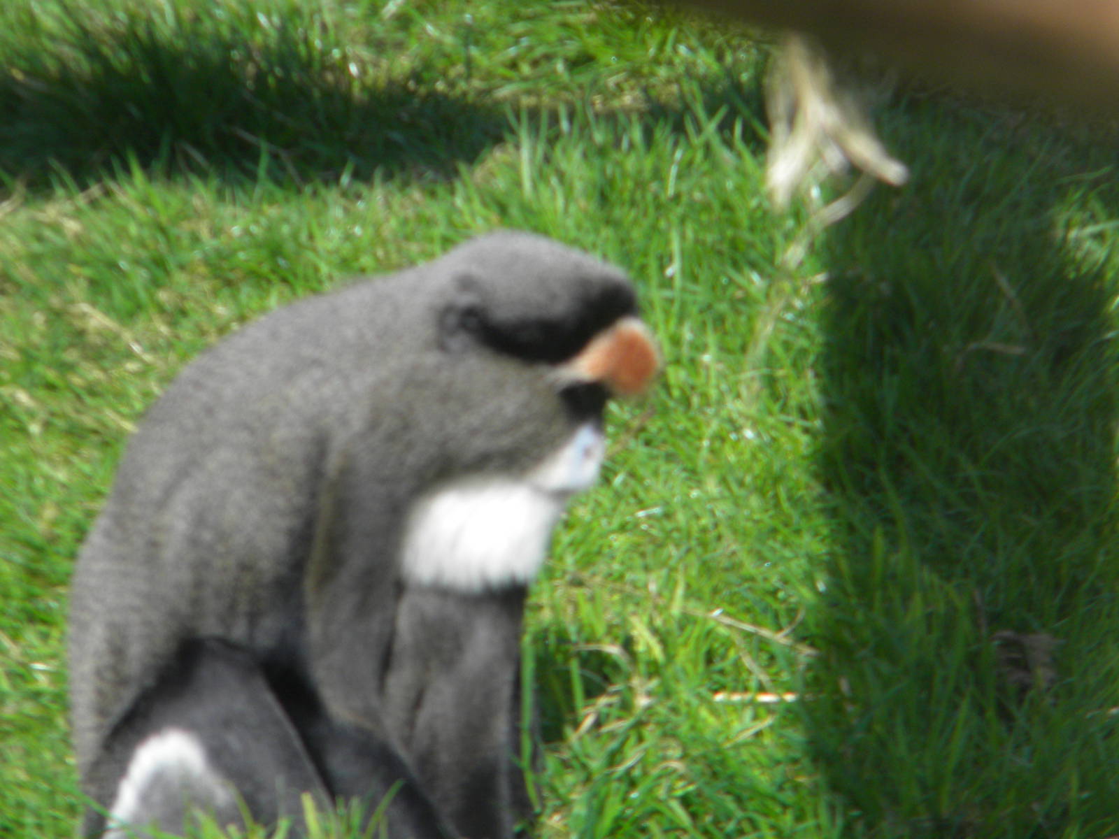 De Brazza's Guenon at Blackpool Zoo 10th April 2011