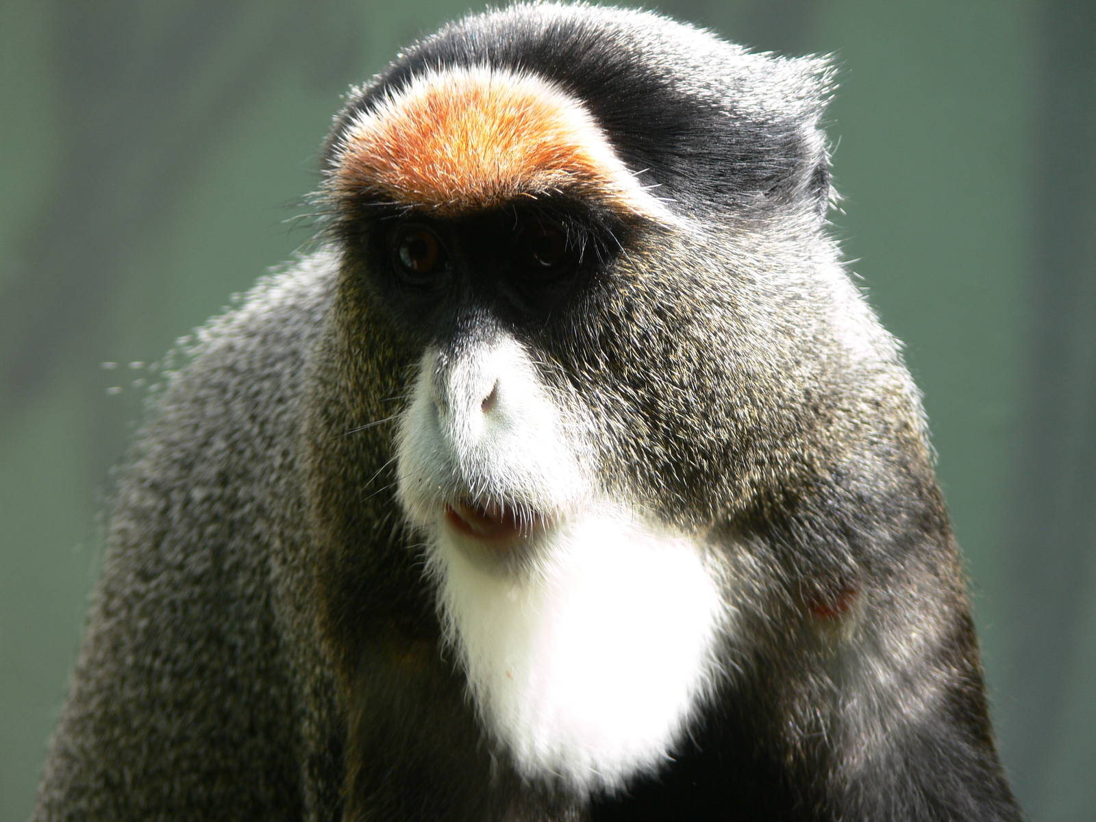 De Brazza's Guenon at Blackpool Zoo, 18/08/13