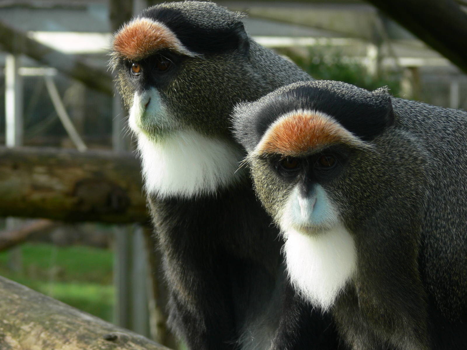 De Brazza's Guenon at Blackpool Zoo, 27/01/13