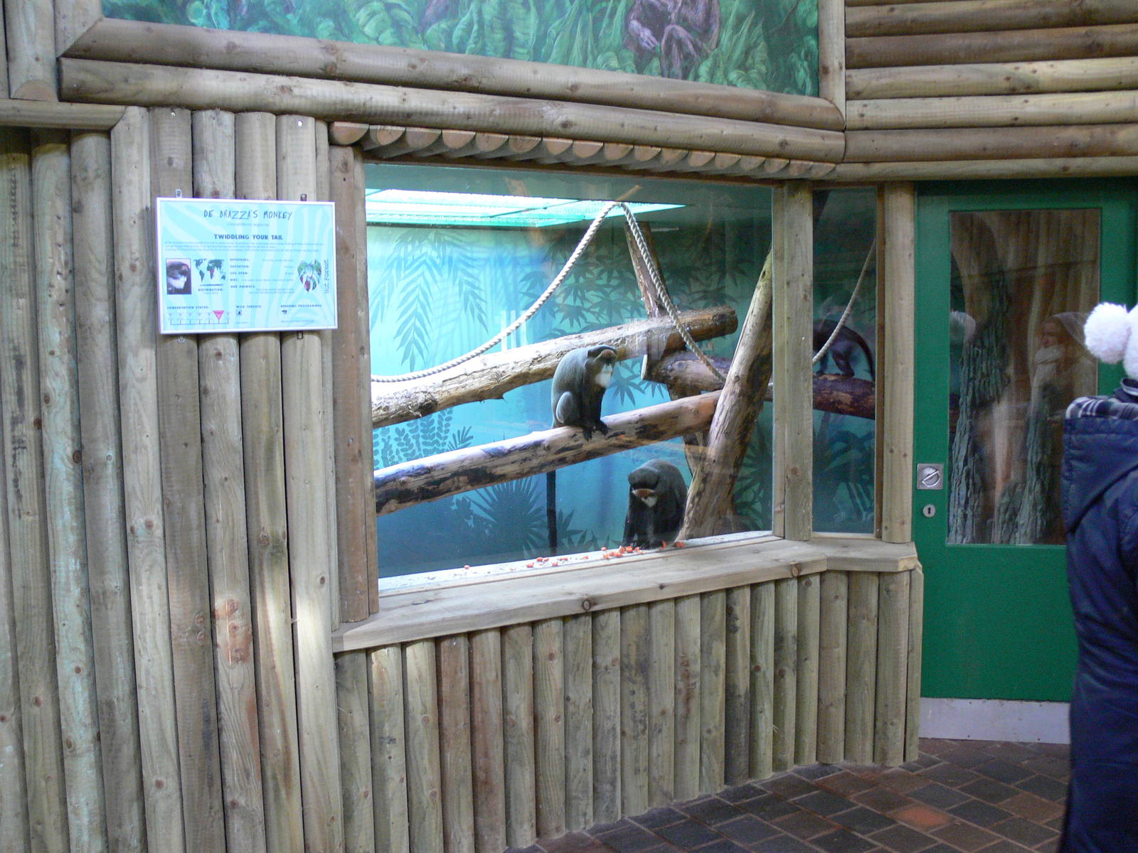 De Brazza's Guenon at Blackpool Zoo, 27/01/13