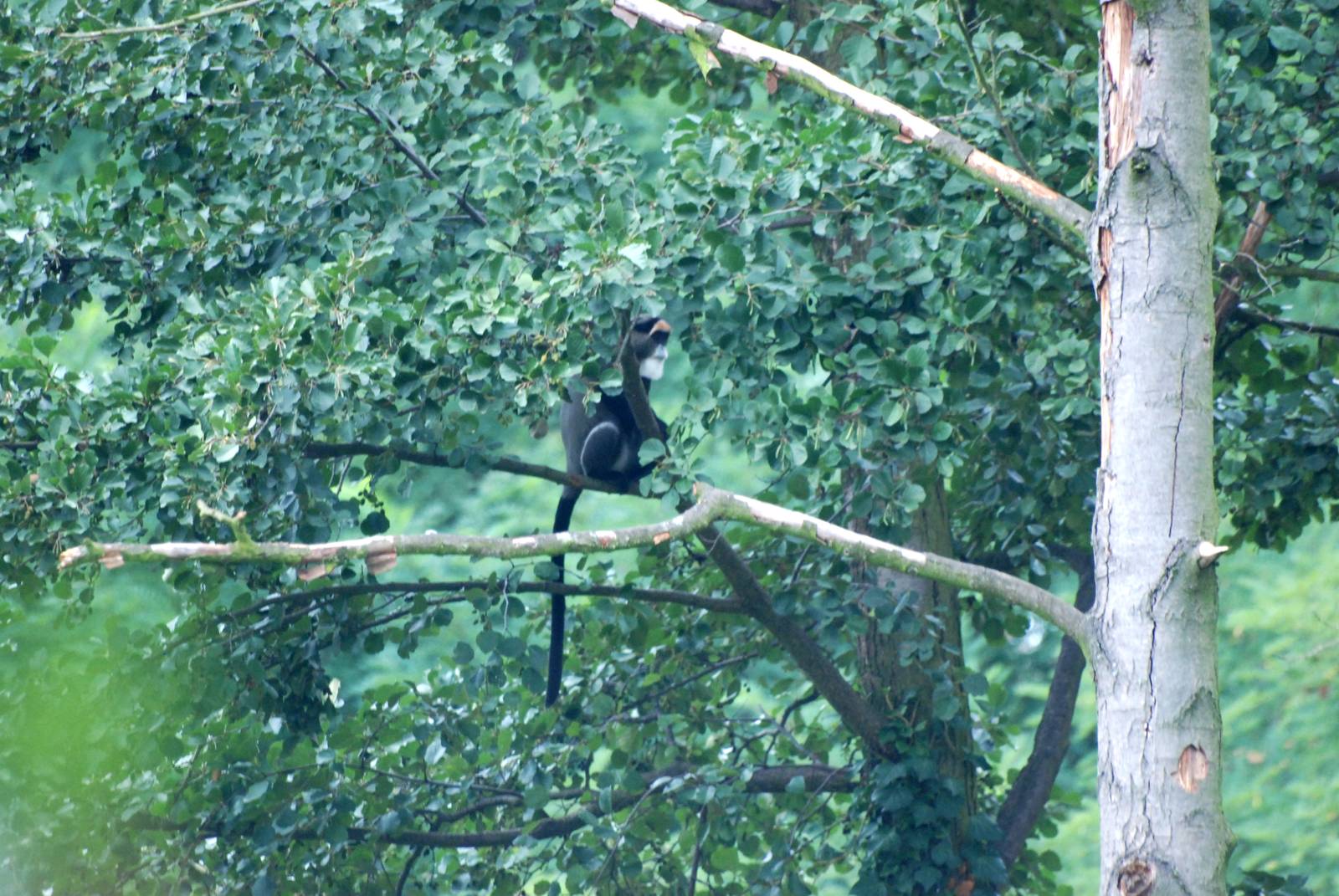 De Brazza's Guenon at Pilsen, 01/09/12