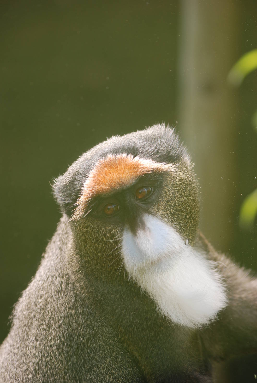 De Brazza's Guenon at Twycross, 18/06/11