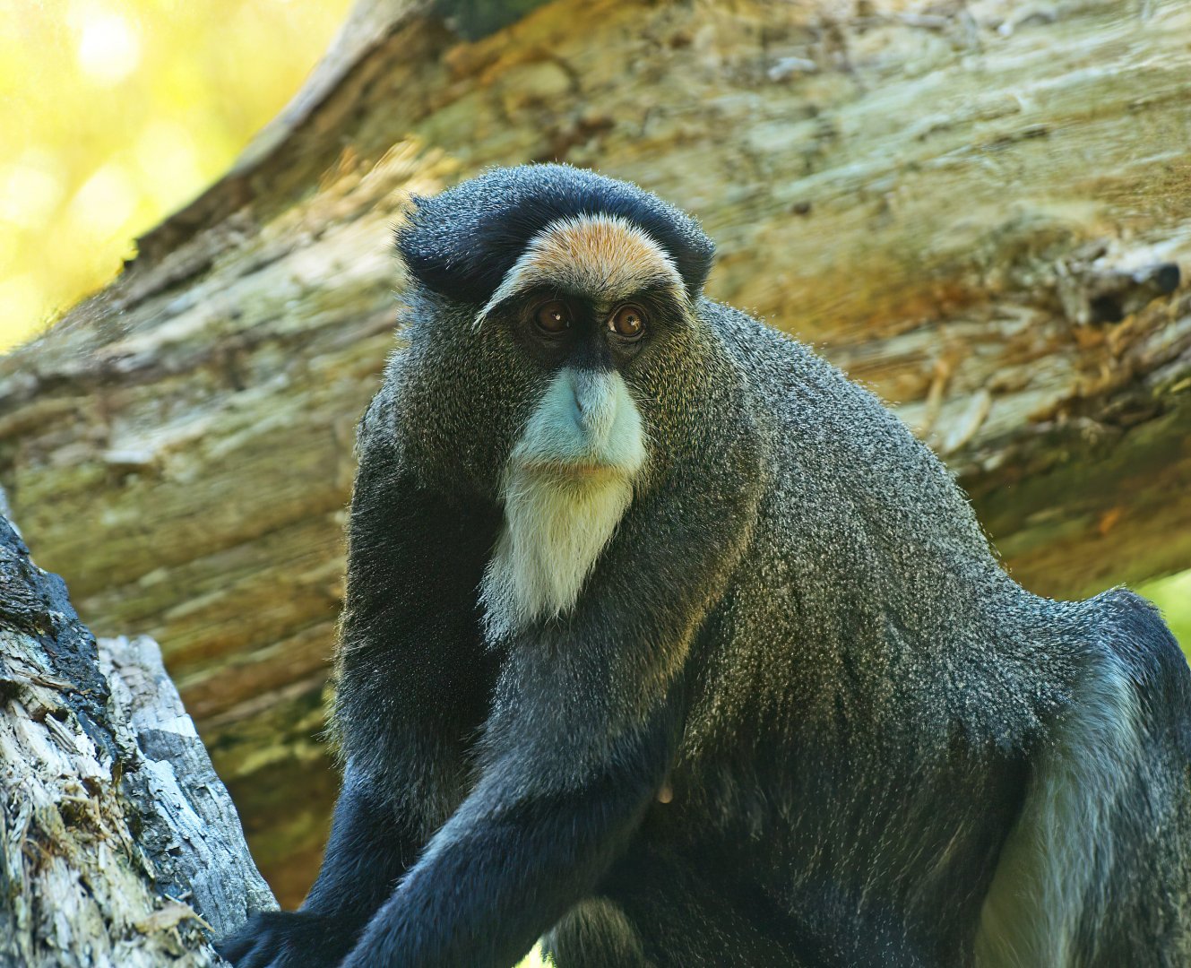 De Brazza's guenon (Cercopithecus neglectus), 2008-08-06