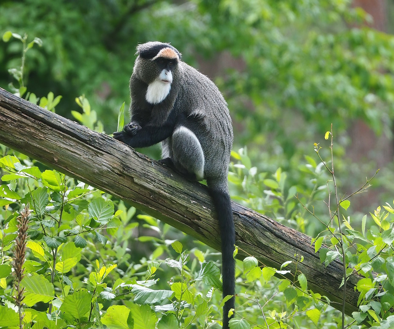 De Brazza's guenon (Cercopithecus neglectus), 2022-06-12