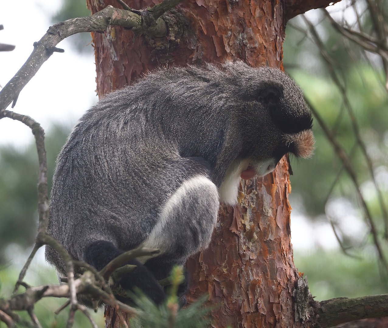 De Brazza's guenon (Cercopithecus neglectus), 2022-06-12