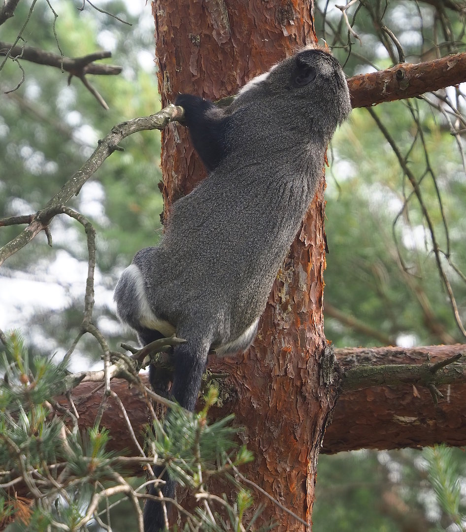 De Brazza's guenon (Cercopithecus neglectus), 2022-06-12