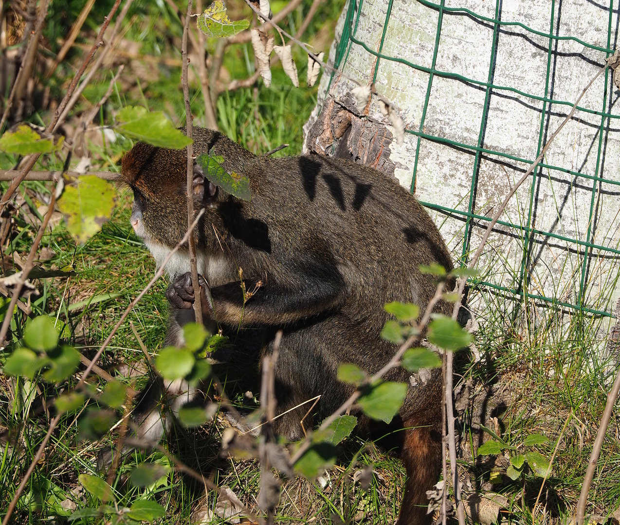 De Brazza's guenon  (Cercopithecus neglectus), 2022-10-09