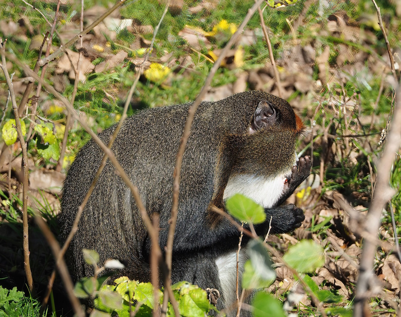 De Brazza's guenon  (Cercopithecus neglectus), 2022-10-09