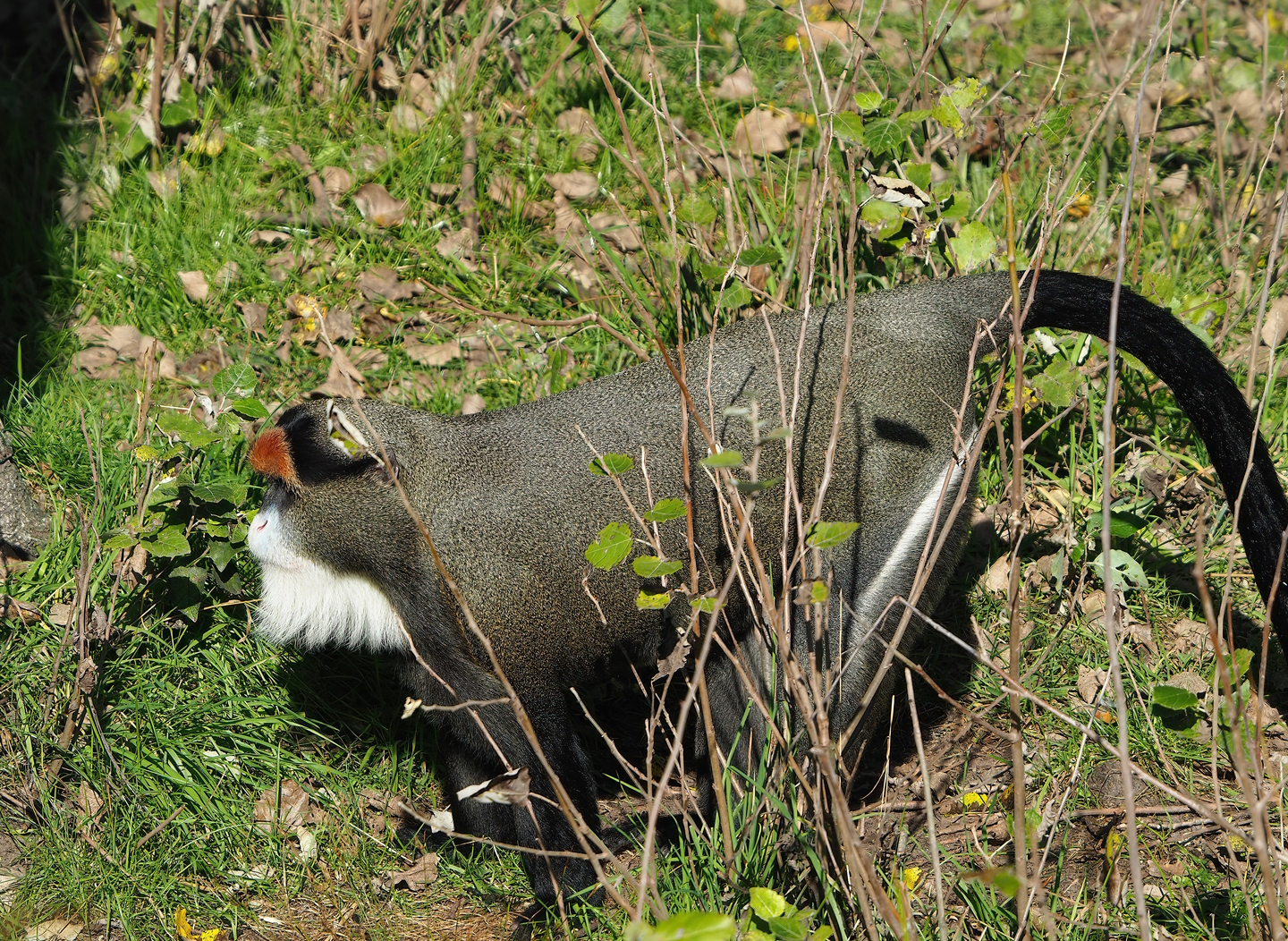 De Brazza's guenon  (Cercopithecus neglectus), 2022-10-09