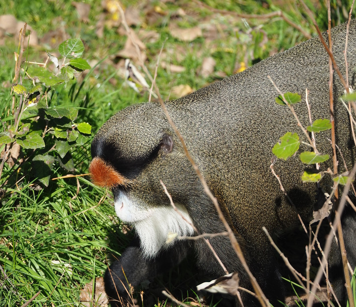 De Brazza's guenon  (Cercopithecus neglectus), 2022-10-09