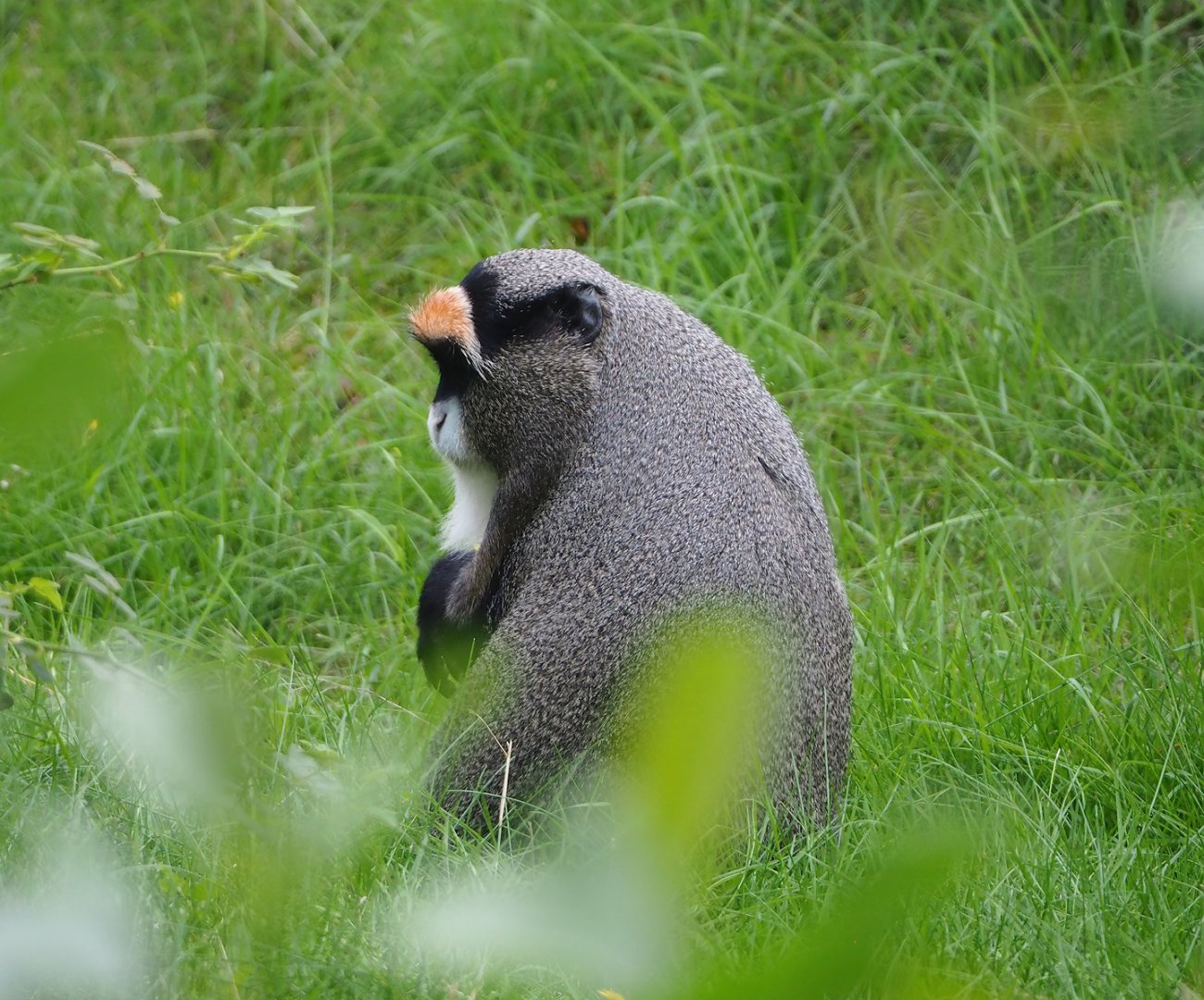 De Brazza's guenon (Cercopithecus neglectus), 2023-08-15