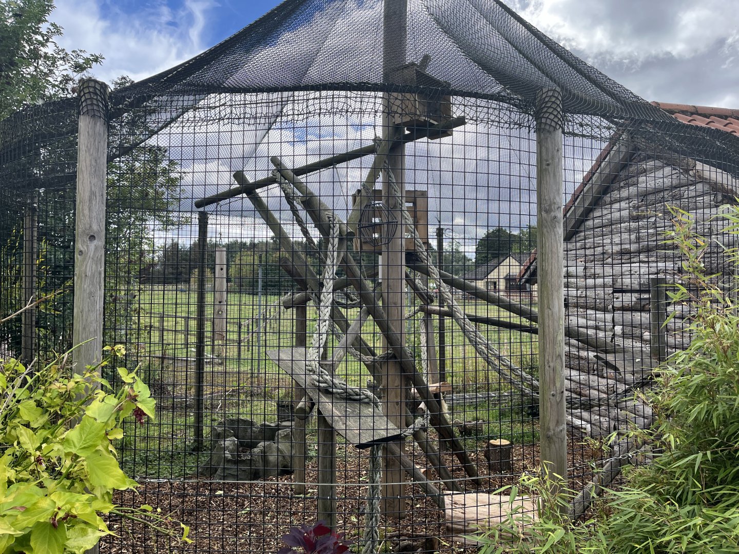 De brazza’s guenon enclosure 1.9.25