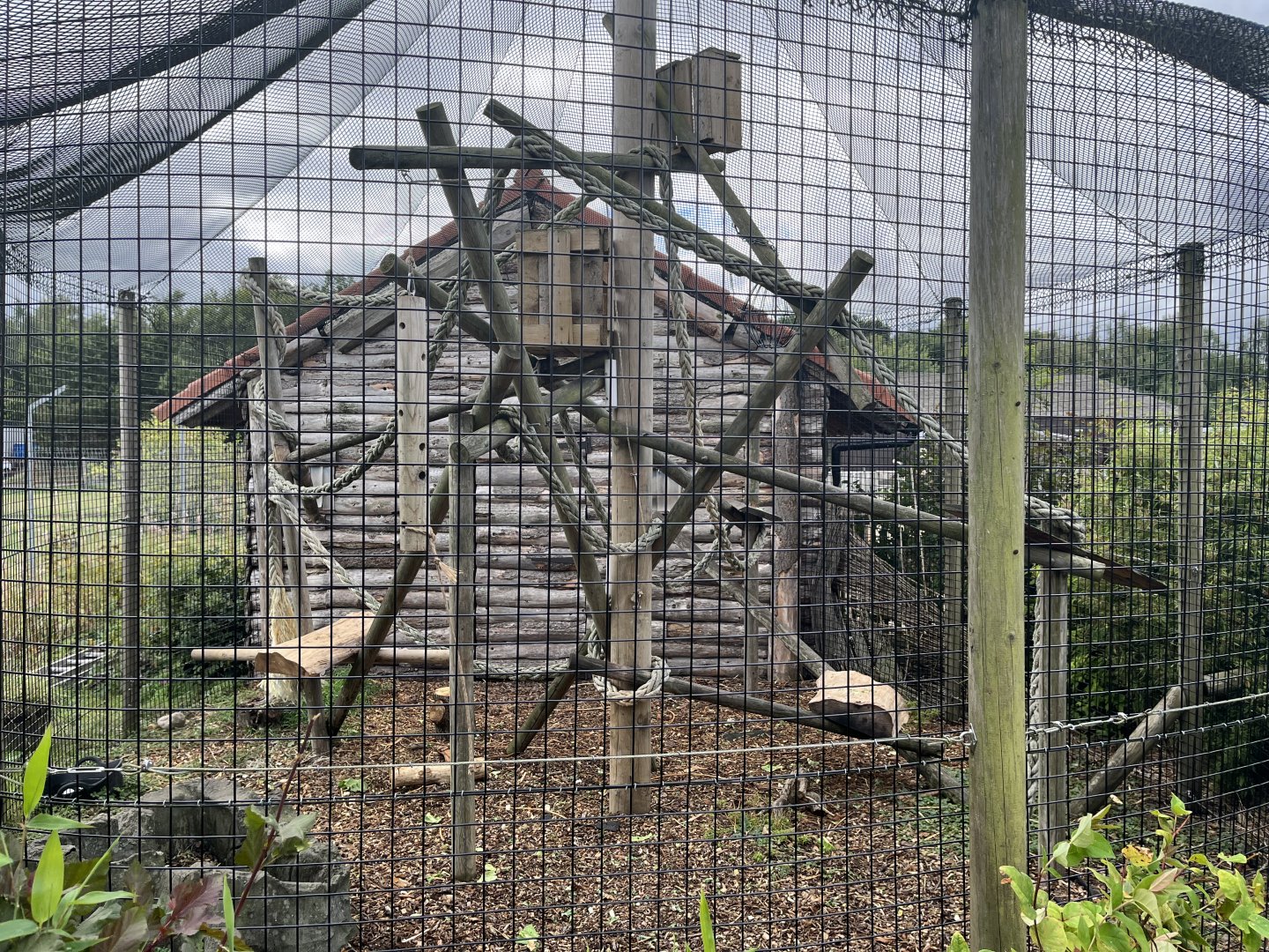 De brazza’s guenon enclosure 1.9.25