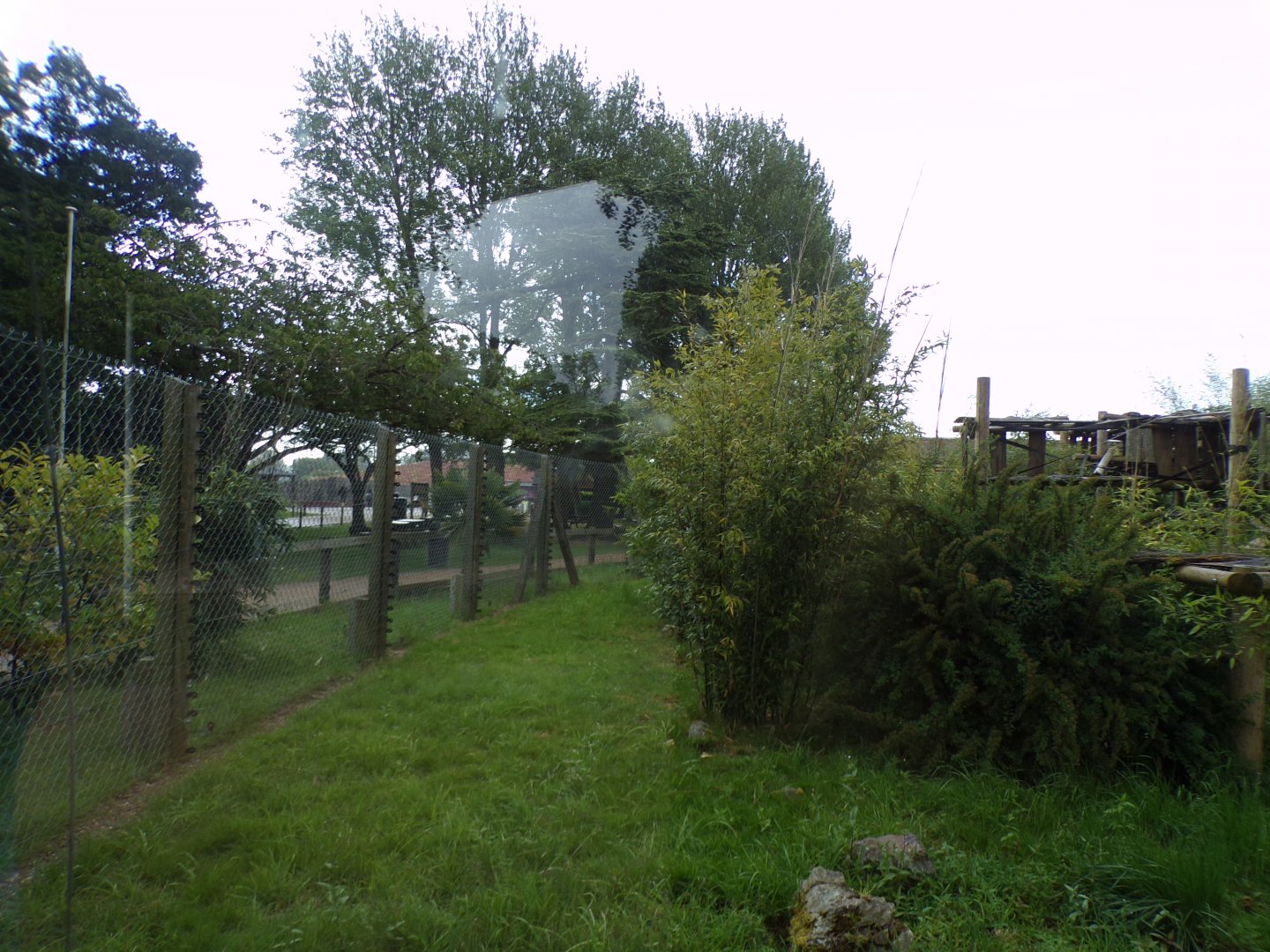 De brazza’s guenon enclosure 7.7.24