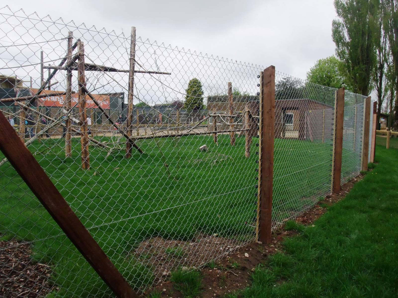 De Brazza's Guenon Exhibit at Twycross, 18/05/13