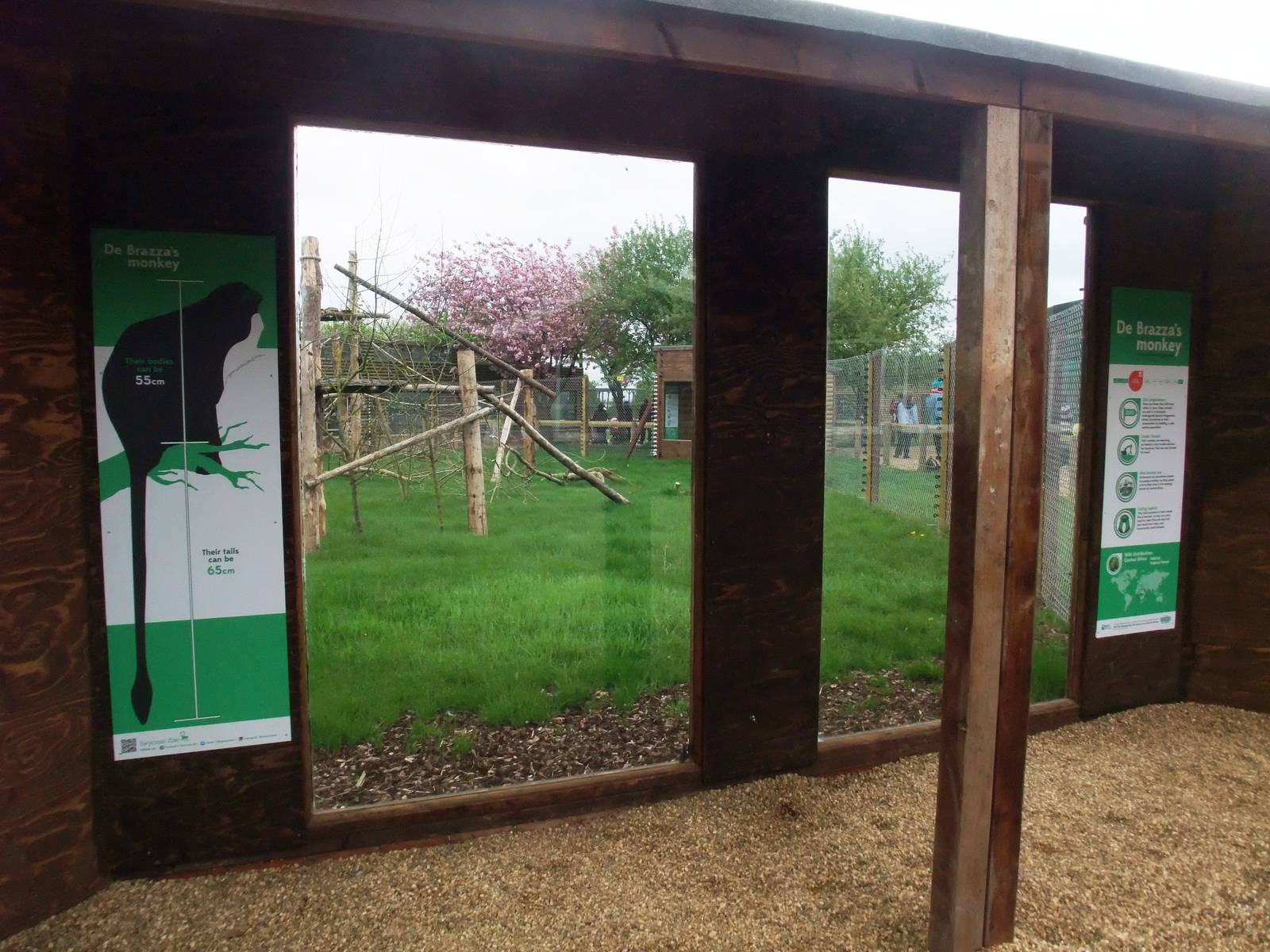 De Brazza's Guenon Exhibit at Twycross, 18/05/13