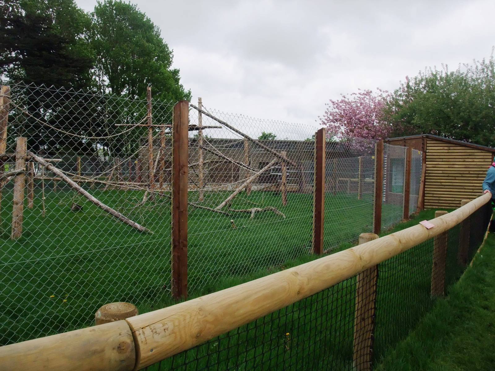 De Brazza's Guenon Exhibit at Twycross, 18/05/13