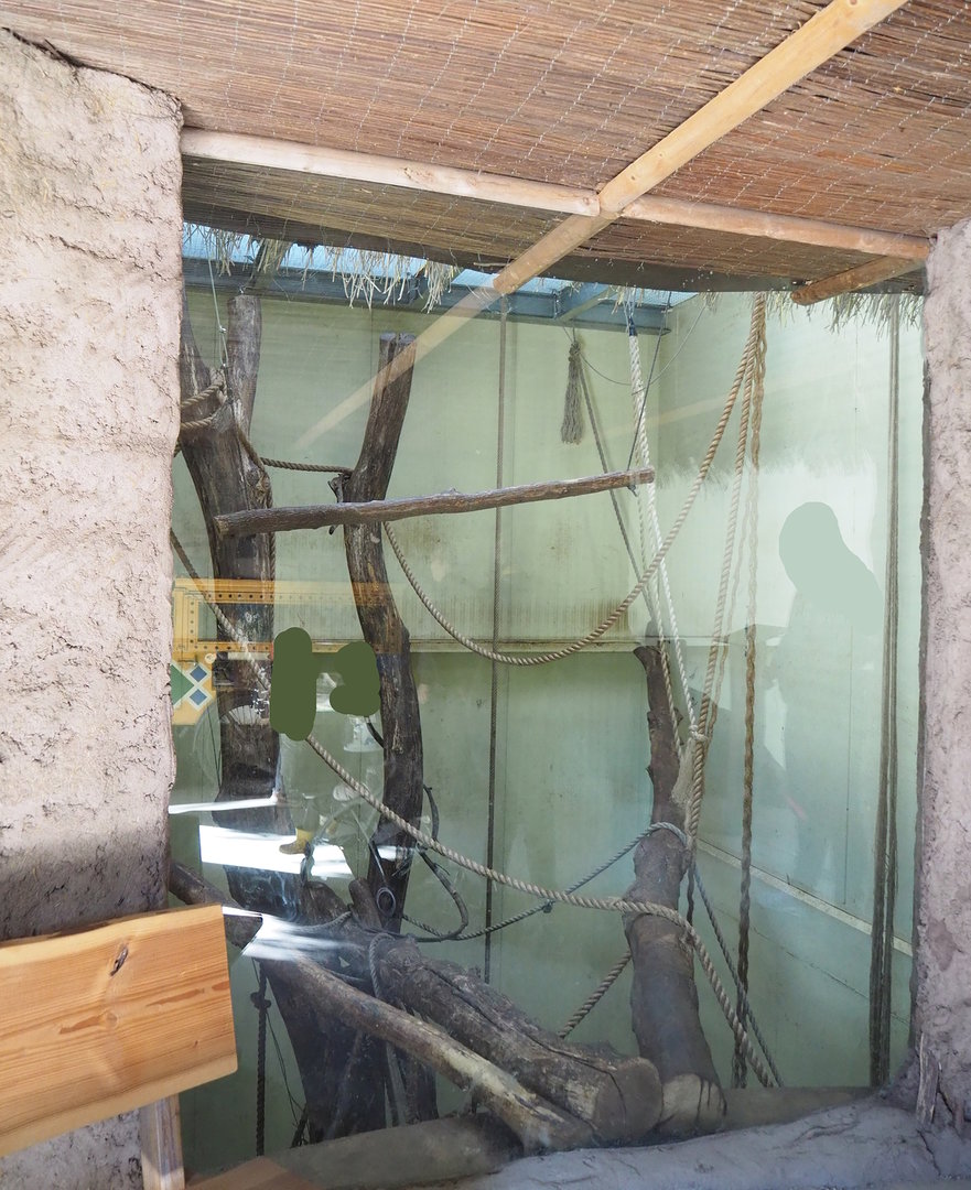 De Brazza's guenon indoor housing, 2022-10-09