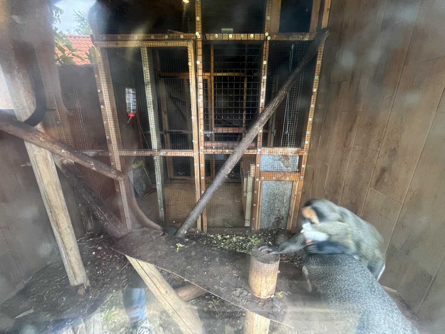 De brazza’s guenon indoors 1.9.25