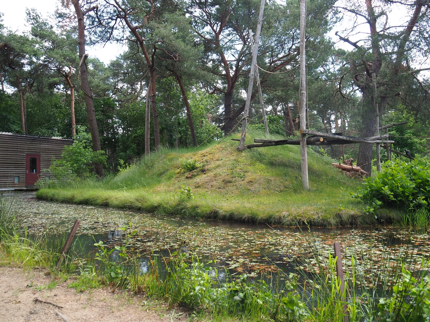 De Brazza's guenon island, 2022-06-12