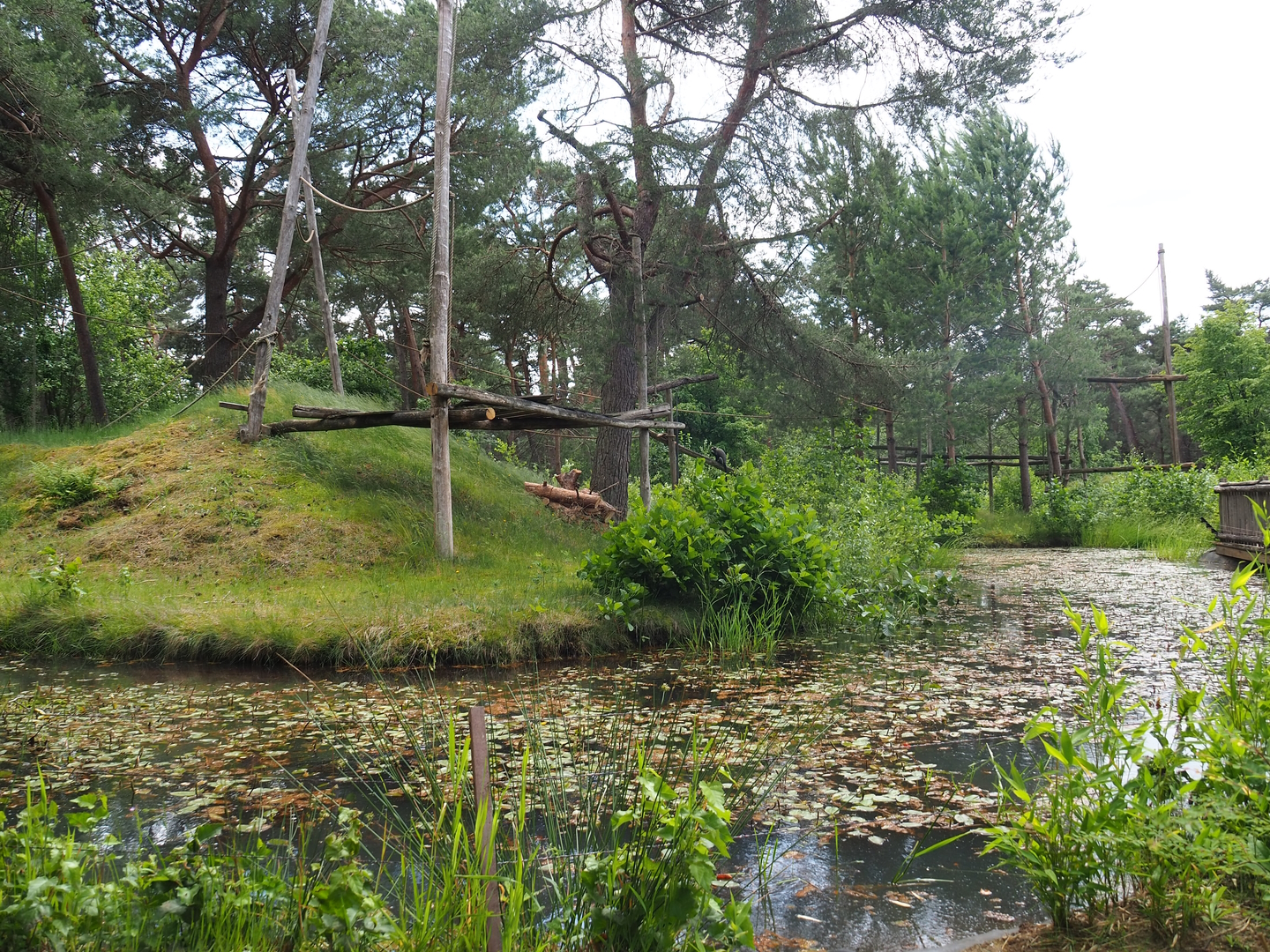 De Brazza's guenon island, 2022-06-12