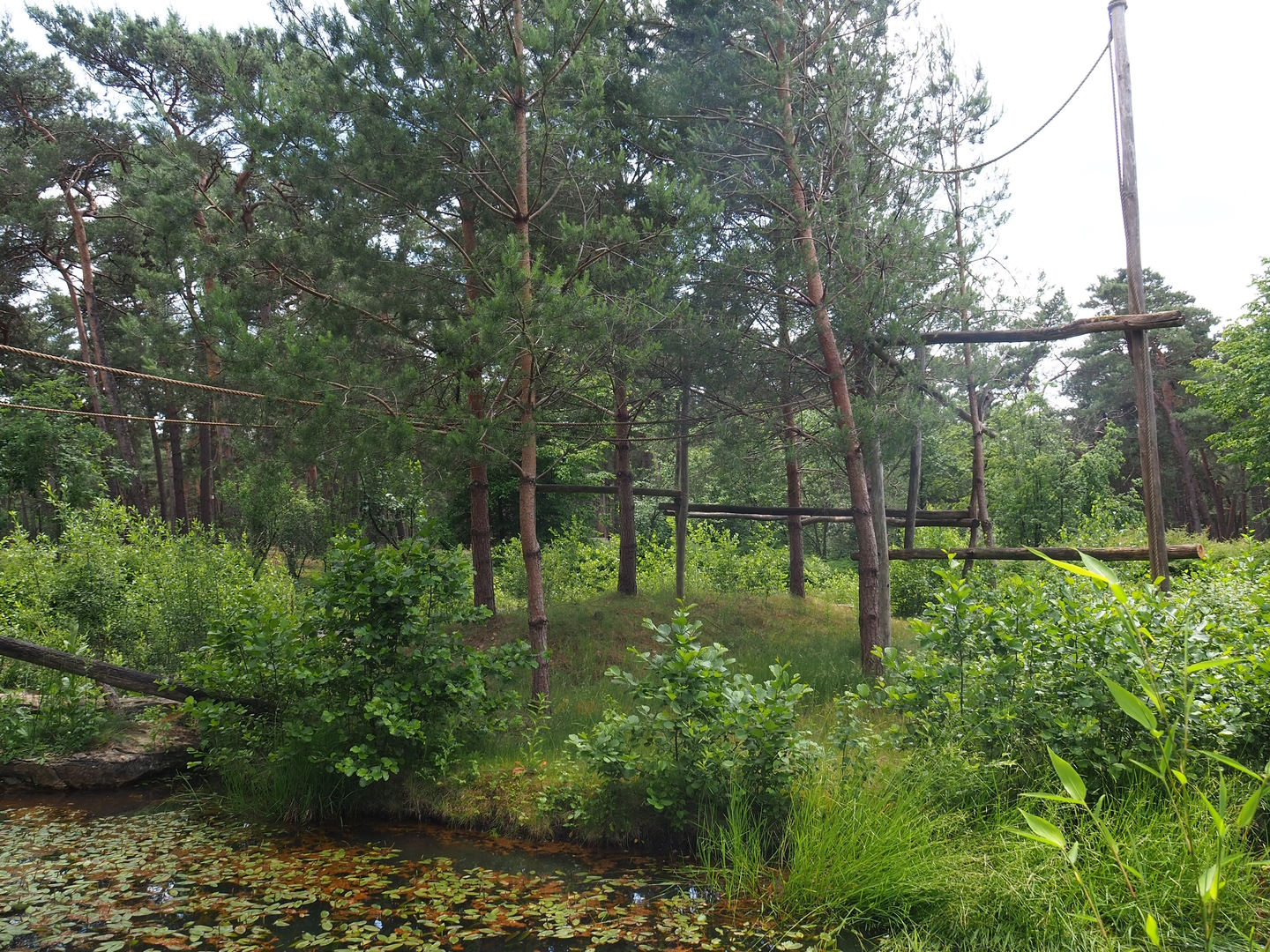 De Brazza's guenon island, 2022-06-12