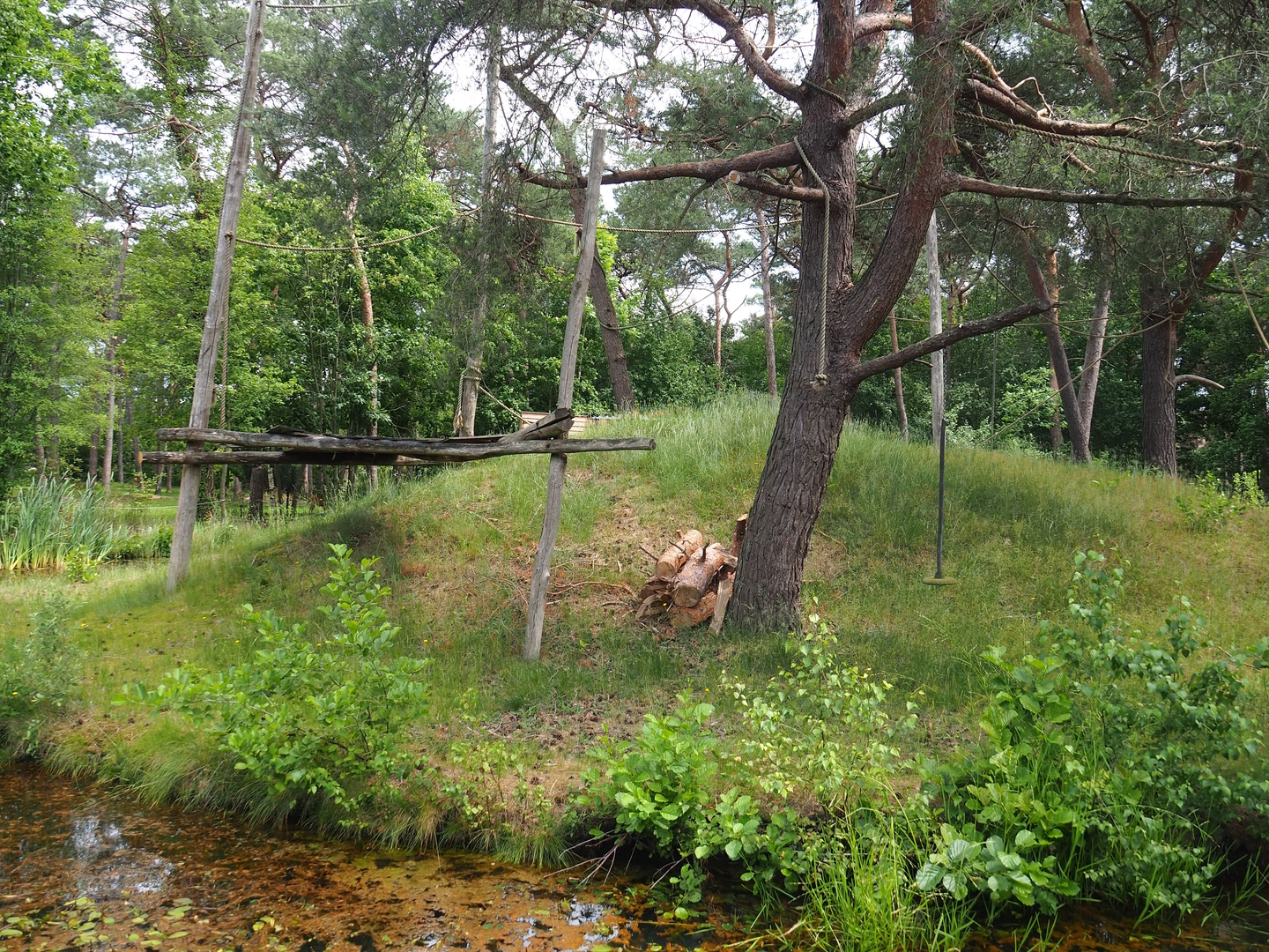 De Brazza's guenon island, 2022-06-12