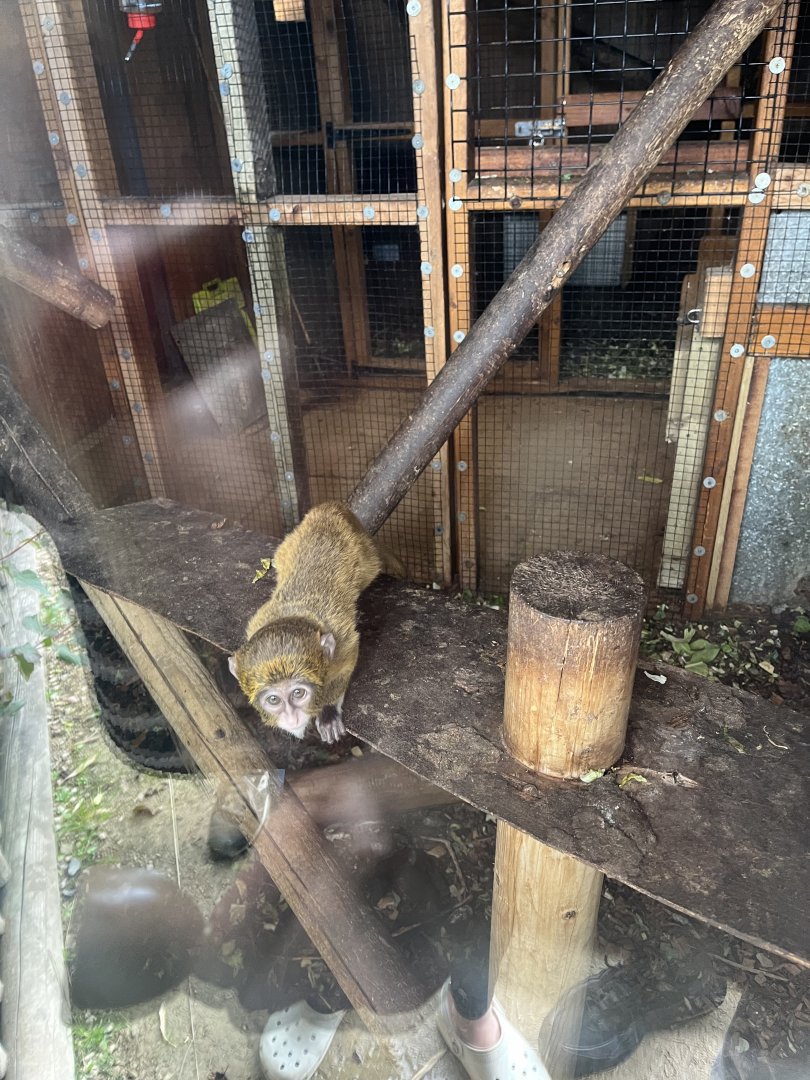 De brazza’s guenon youngster 1.9.25