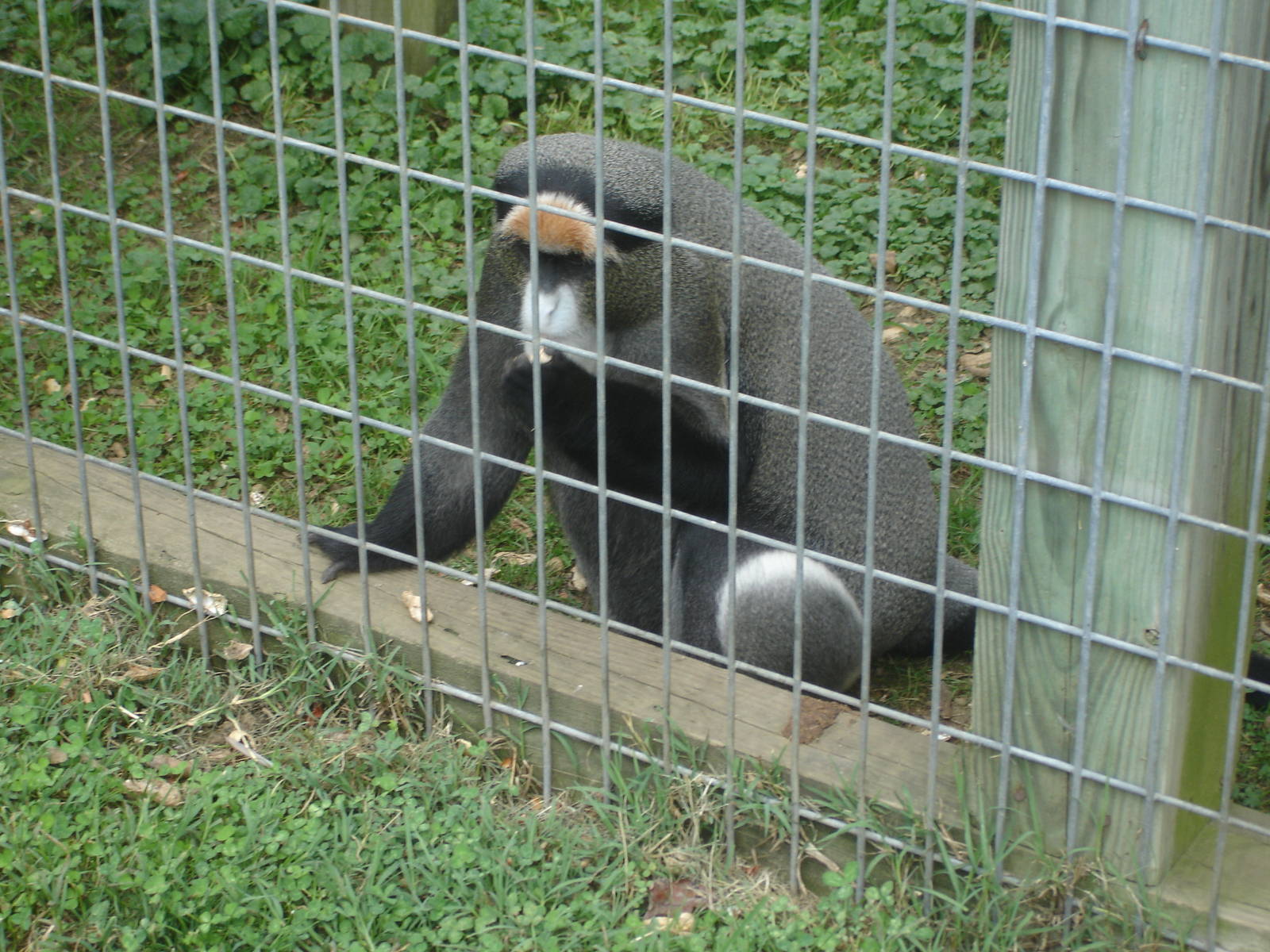 De Brazza's Guenon