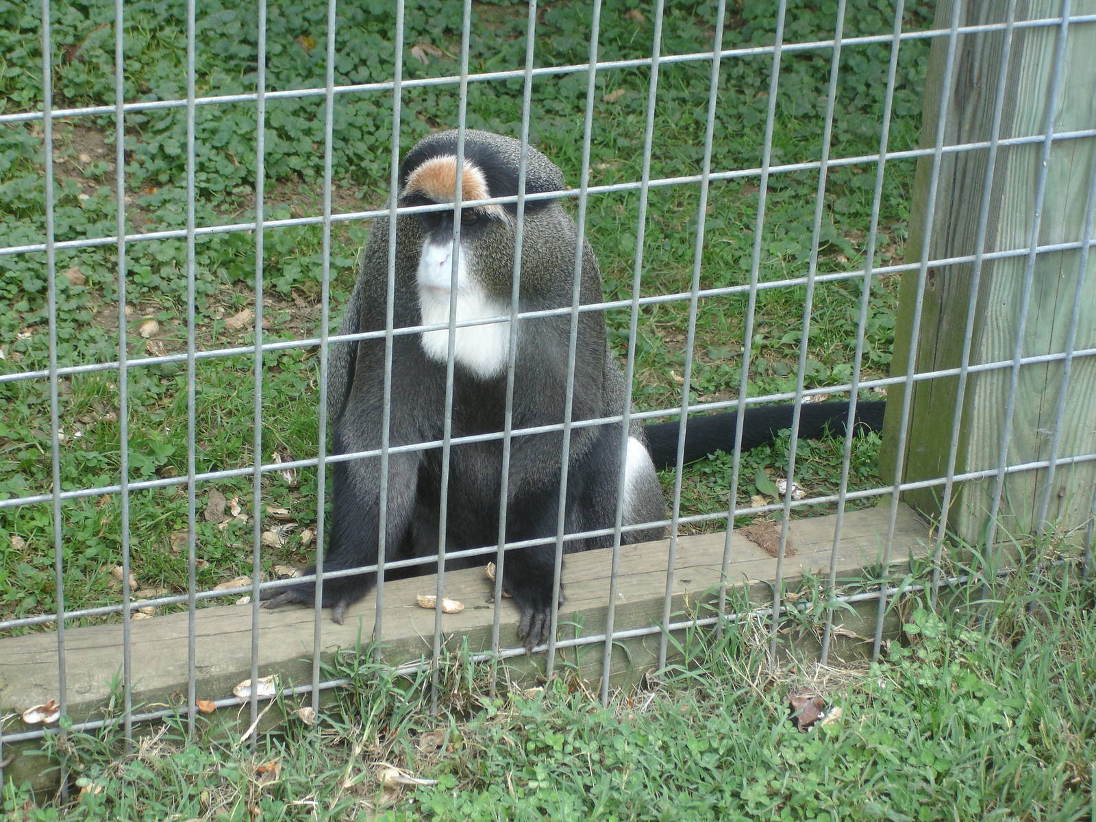 De Brazza's Guenon