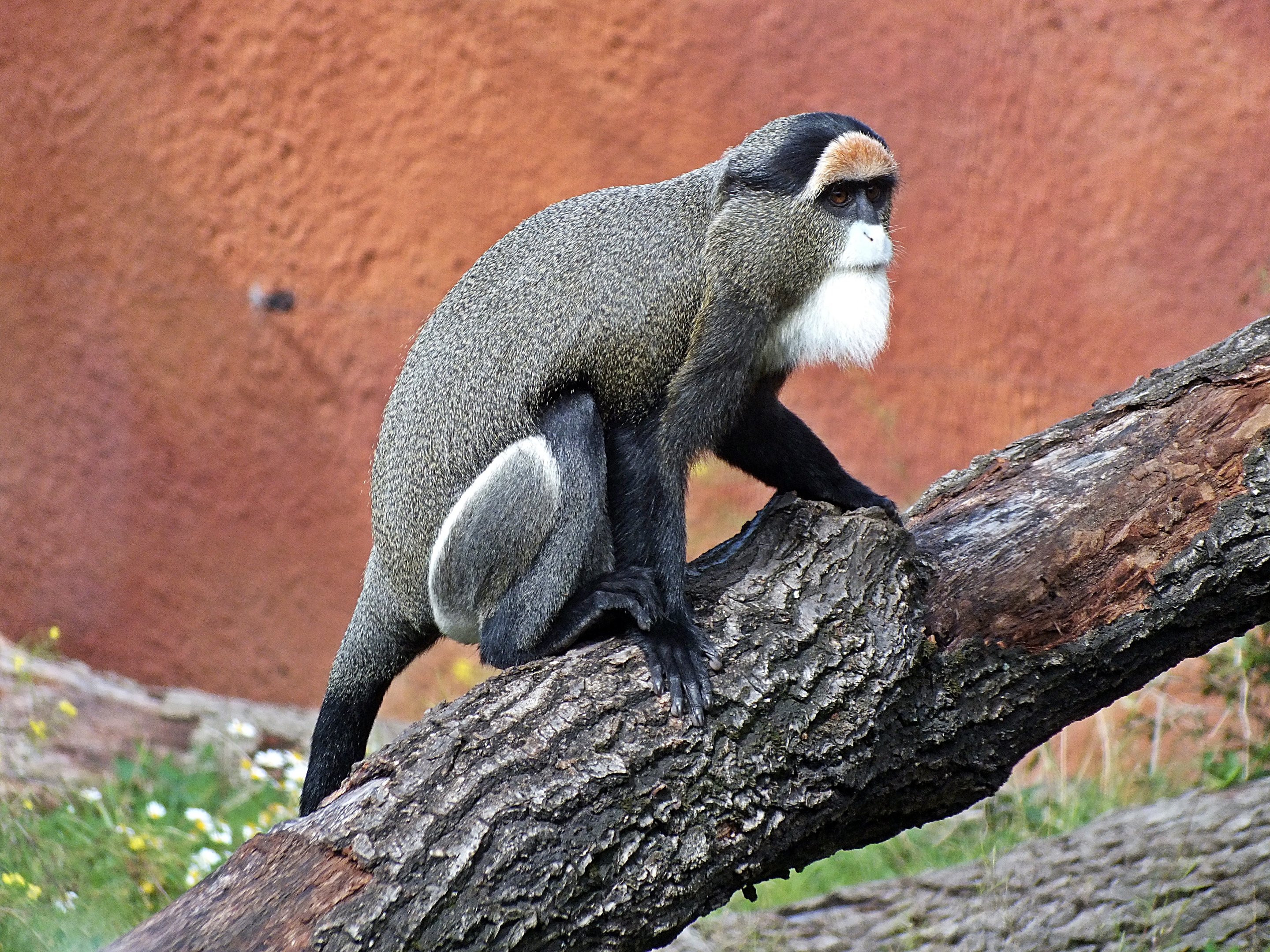 De Brazza's guenon