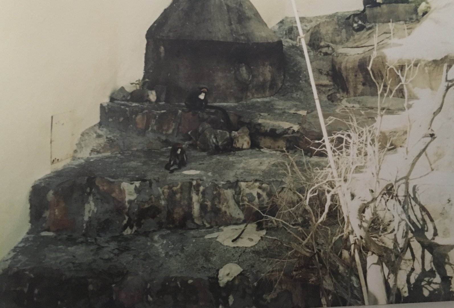 De Brazza's Guenons - 1990s