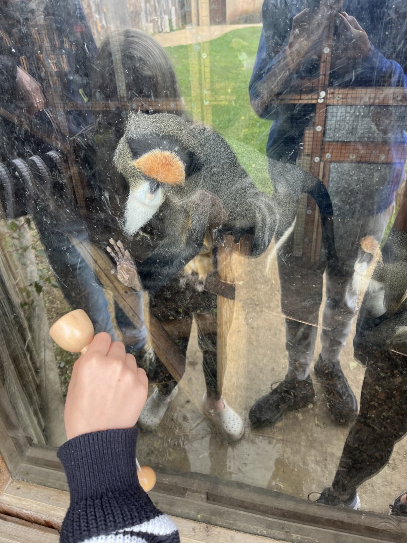 De brazza’s guenons interested in a toy 1.9.25