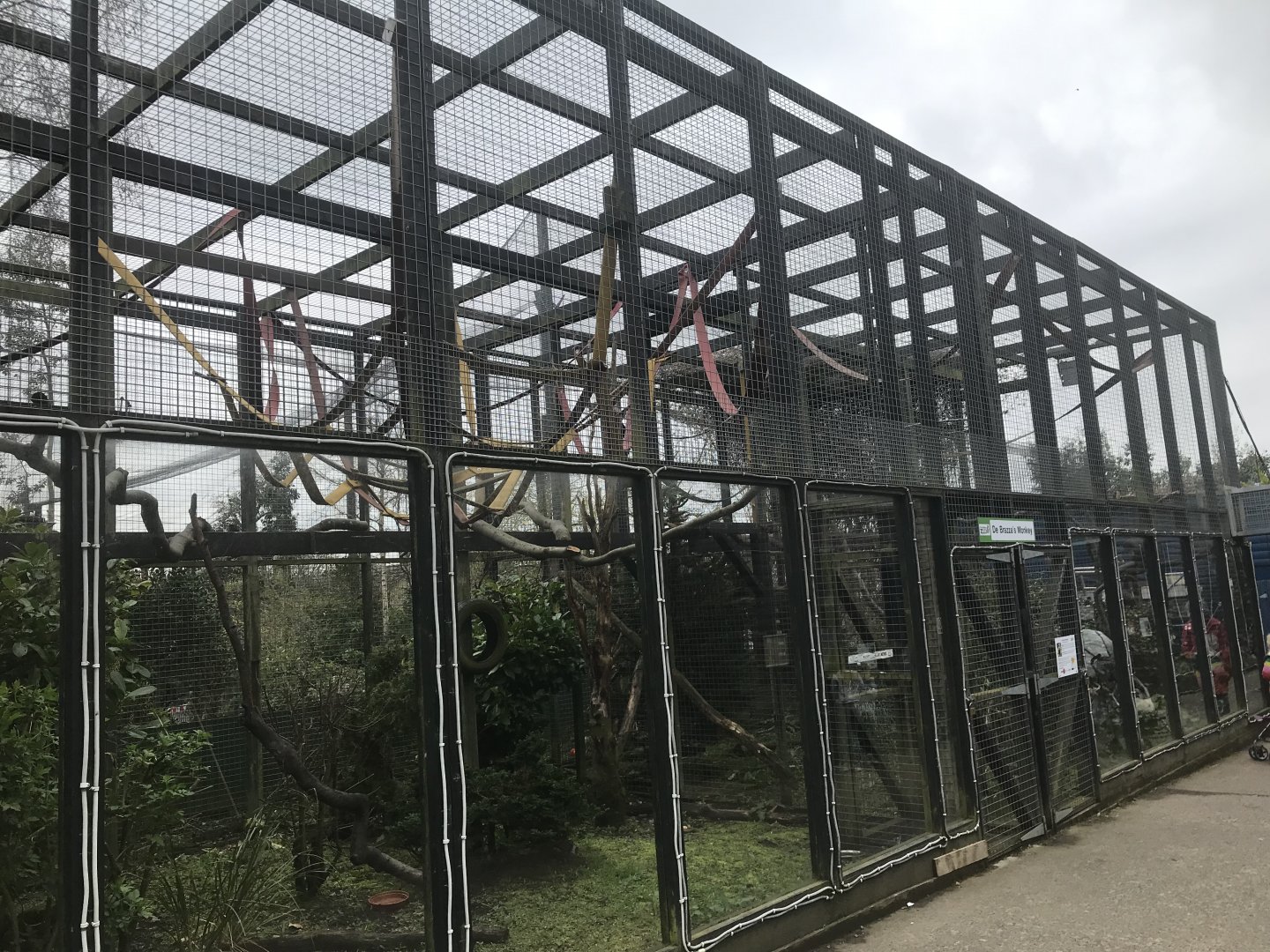 De brazza’s guneon enclosure