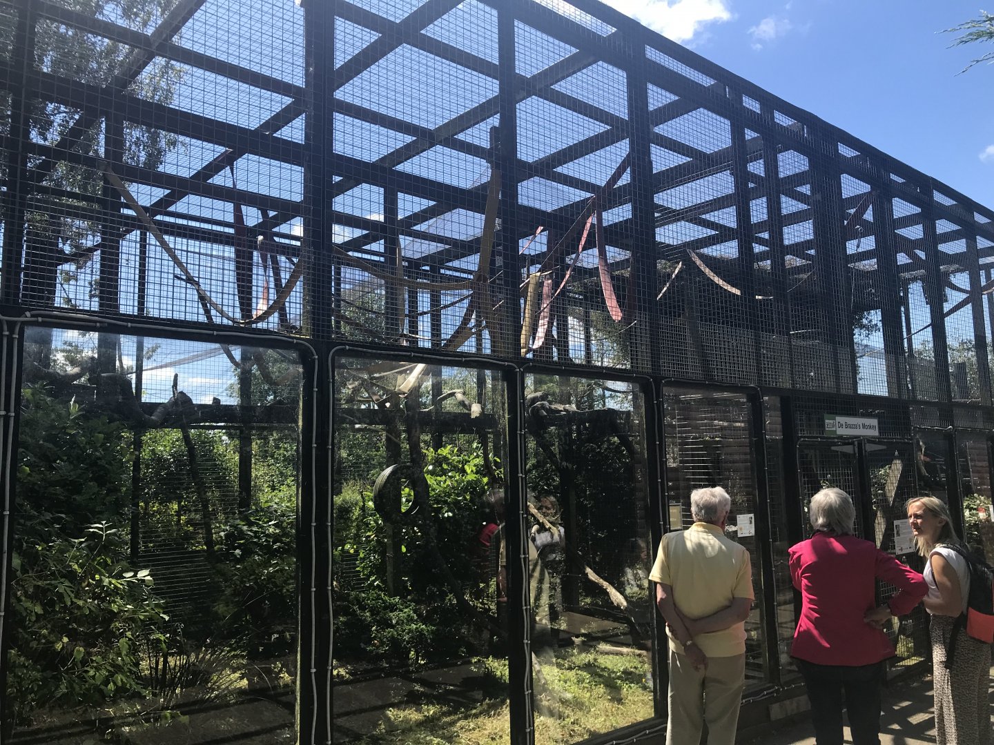 De brazza’s guneon enclosure