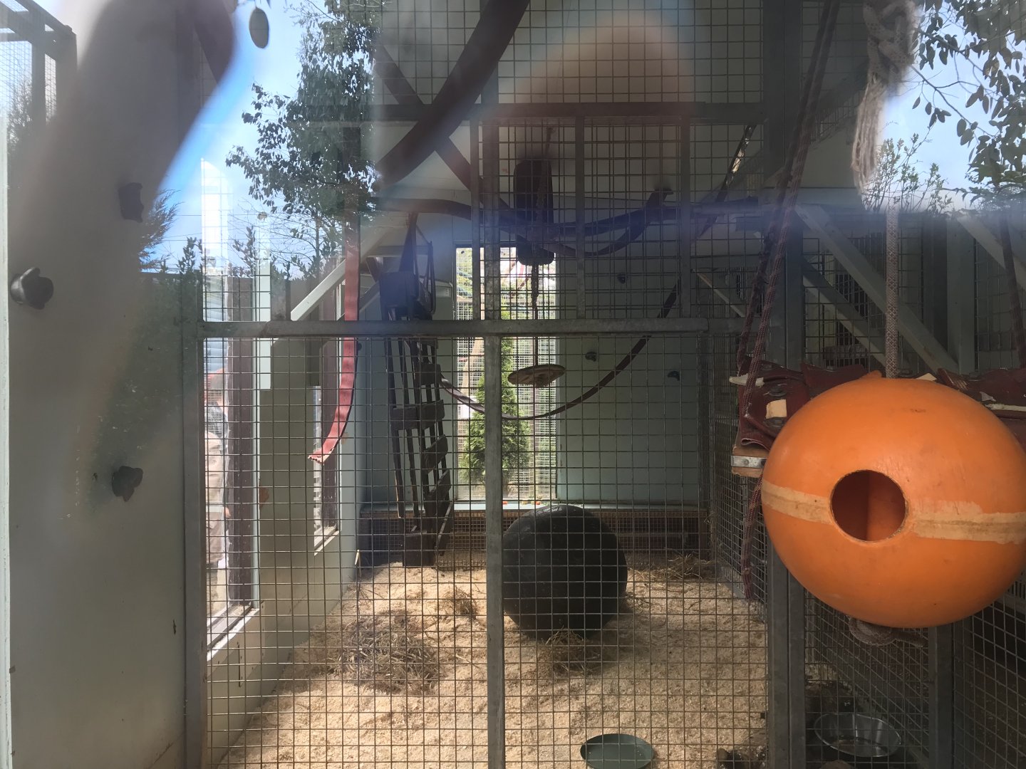 De brazza’s guneon indoor enclosure